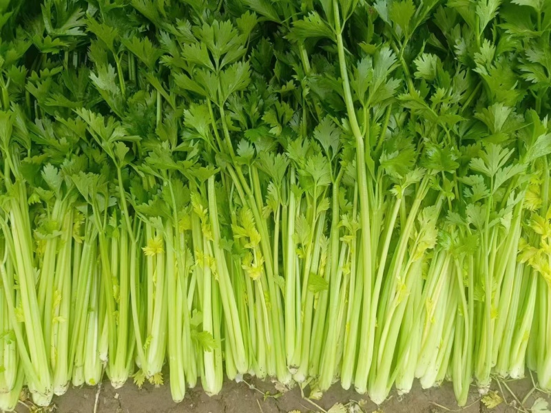 芹菜大量供应欢迎光临