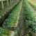 芹菜大量供应欢迎光临