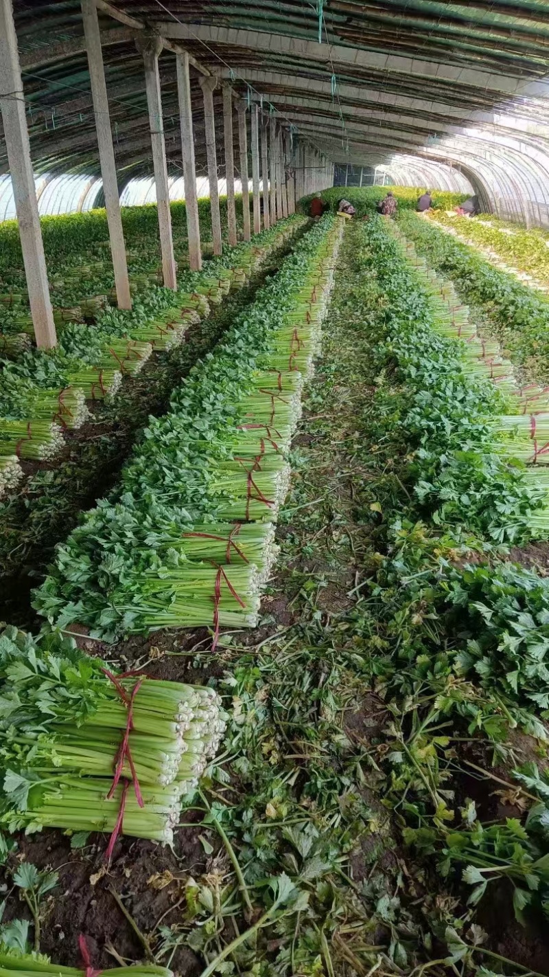 芹菜大量供应欢迎光临