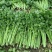 芹菜大量供应欢迎光临