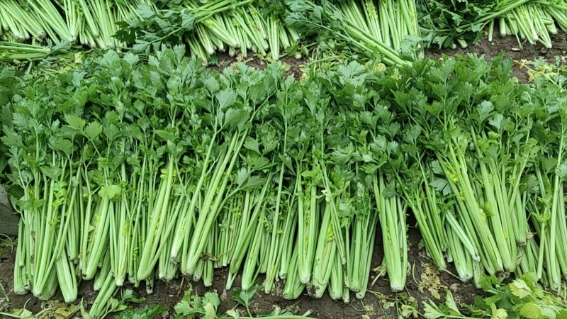 芹菜大量供应欢迎光临
