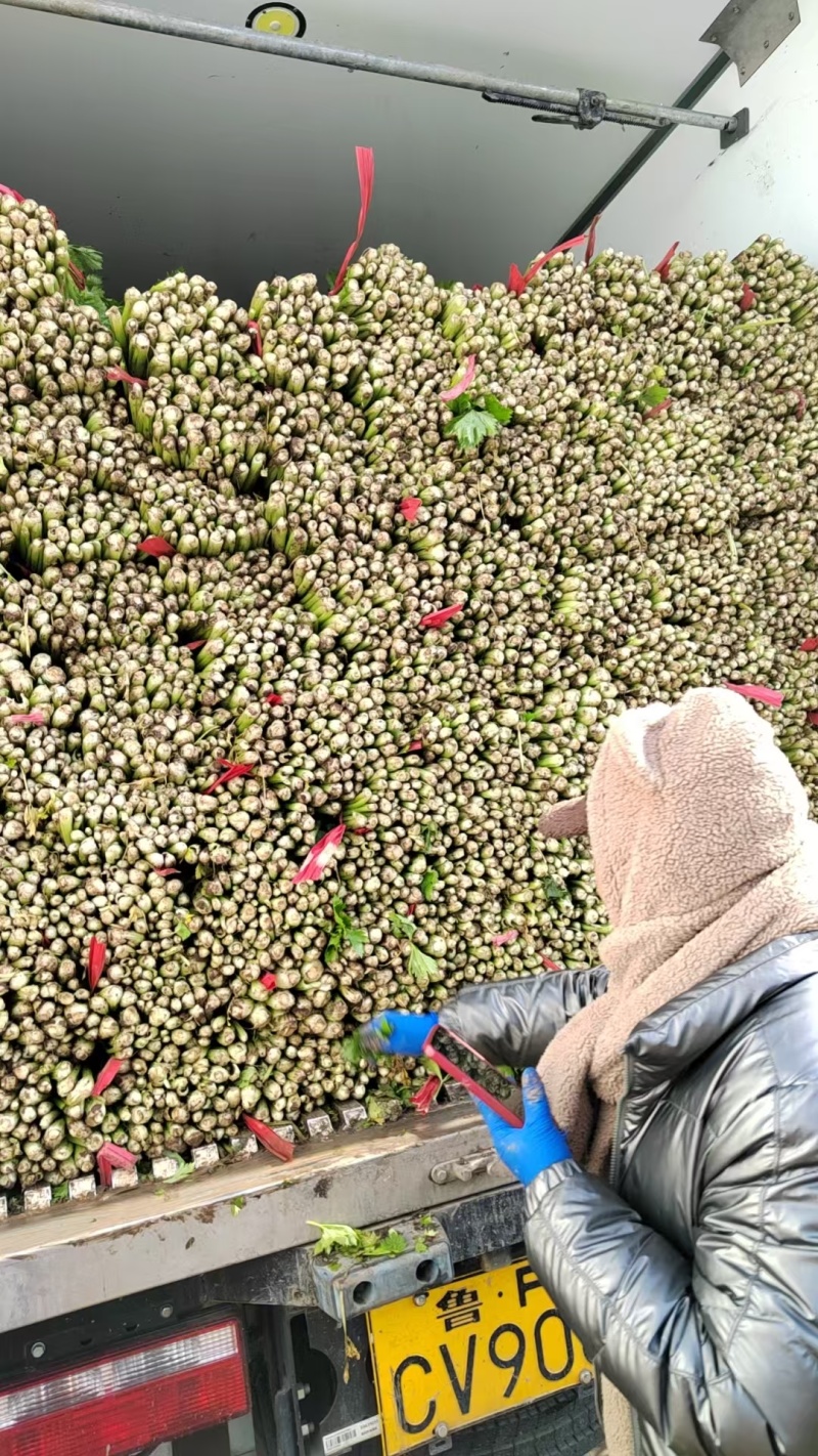 芹菜大量供应欢迎光临