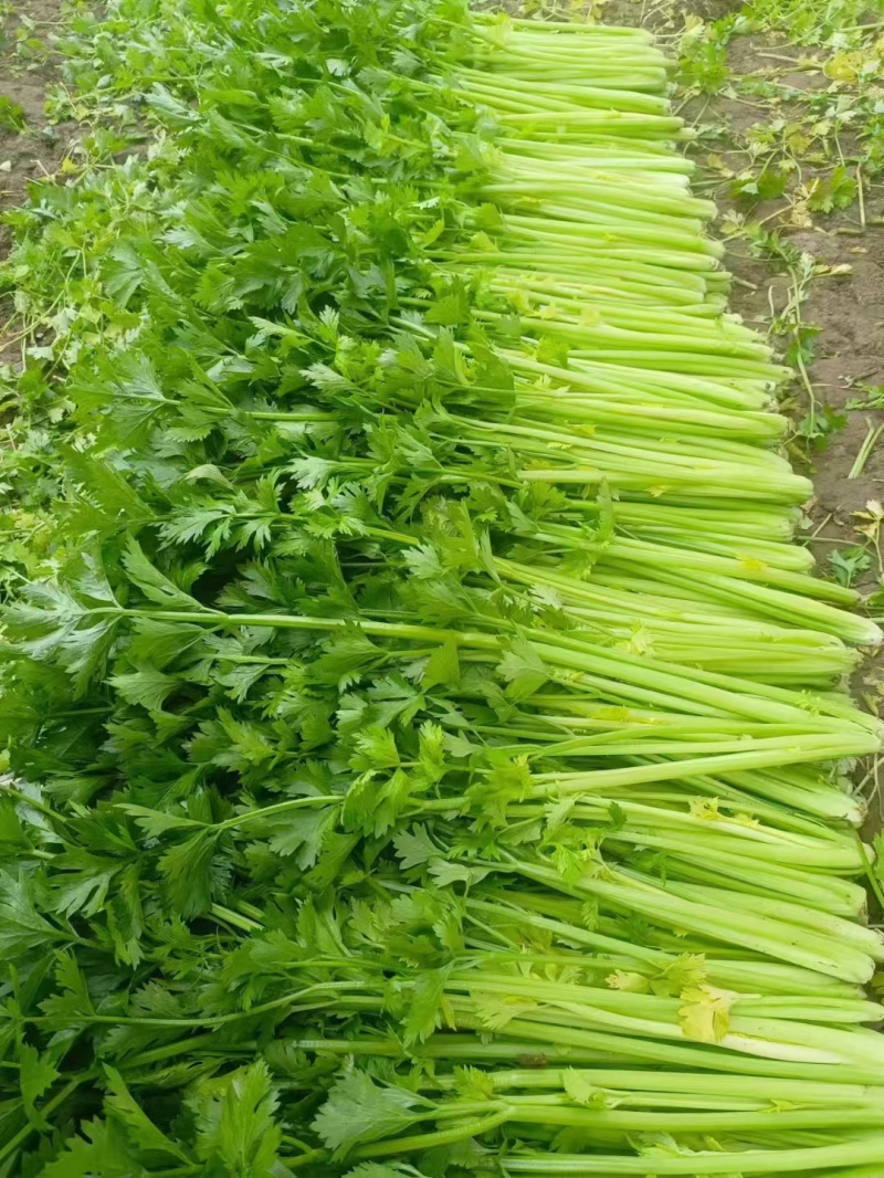 芹菜大量供应欢迎光临