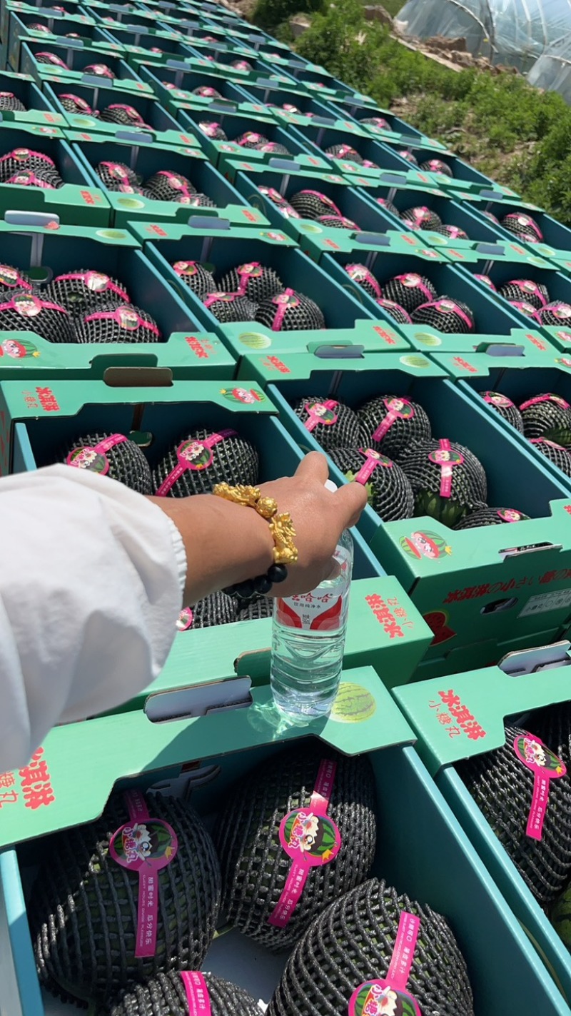 陕西蒲城小糖丸脆甜爽口、皮薄肉厚精品小糖丸4月的大量上市