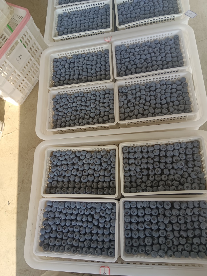 山东优质蓝莓，产地直发，大量有货，全国发货，量大从优。