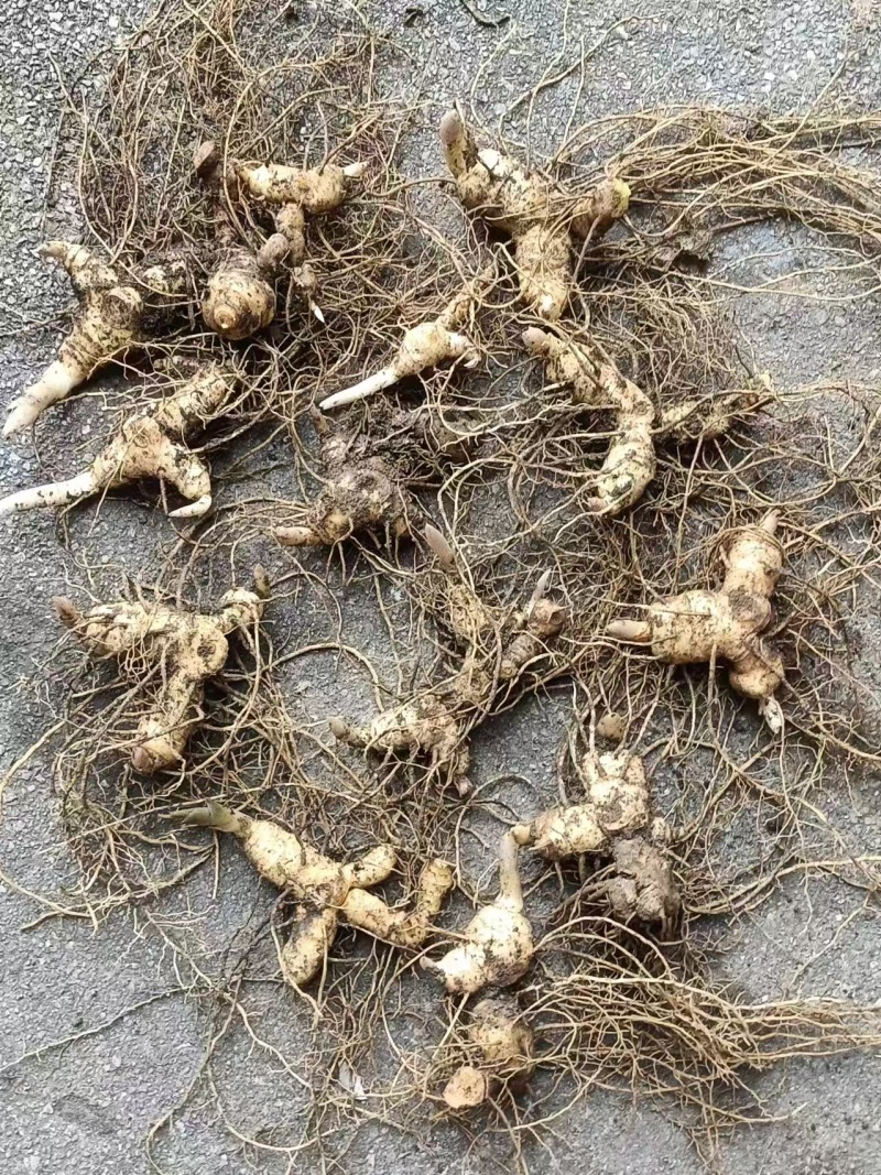 黄精牙头出售姜型野生黄精常年可供应量大从优质量保证