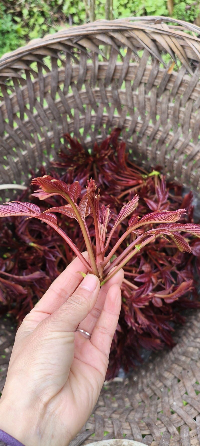 2026香椿芽源头直供露天种植现摘现发香椿芽