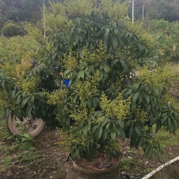 荔枝苗