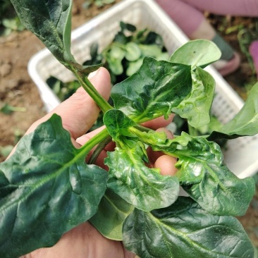 趴地黑菠菜大量现货供应需要的联系支持物流发货