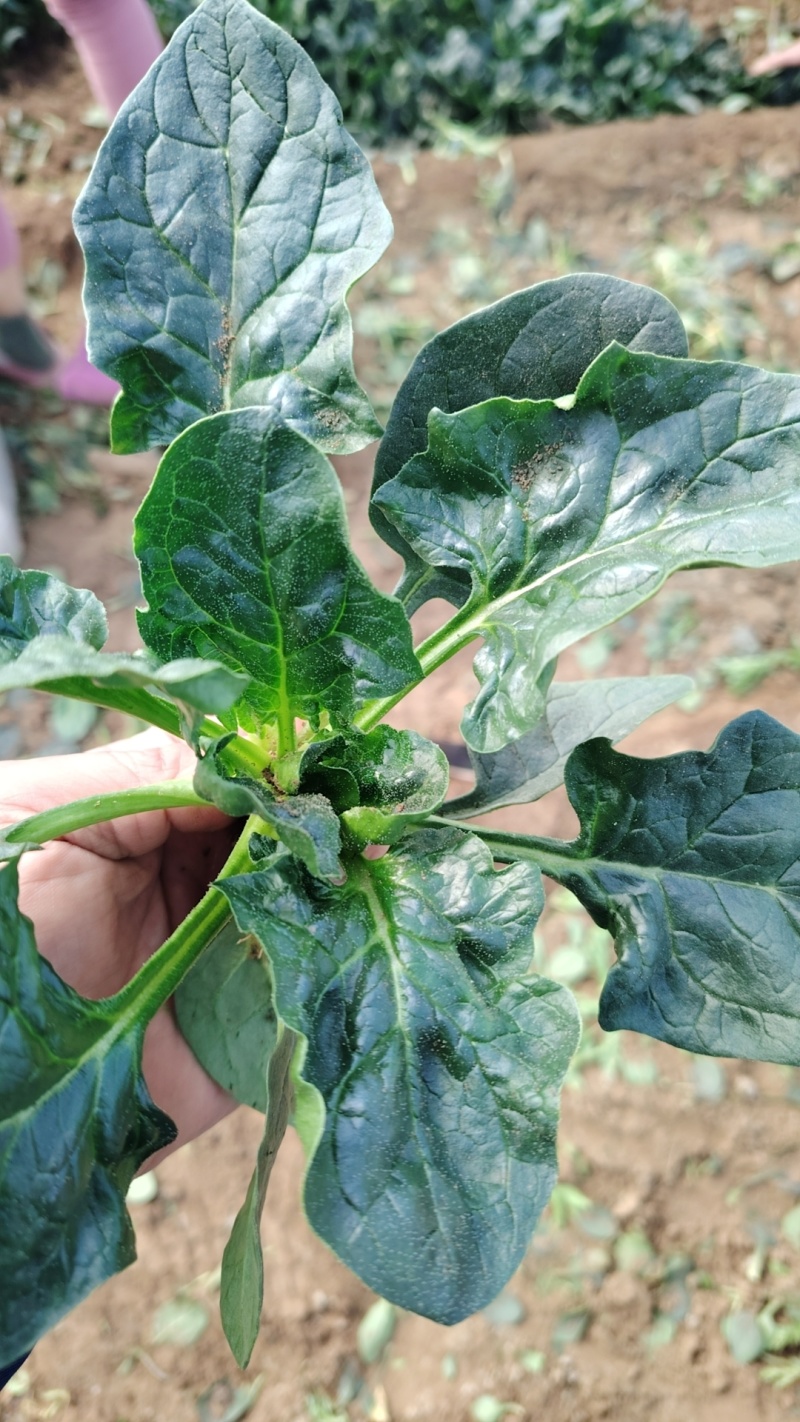 趴地黑菠菜大量现货供应需要的联系支持物流发货