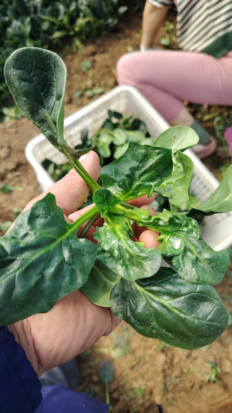 趴地黑菠菜大量现货供应需要的联系支持物流发货