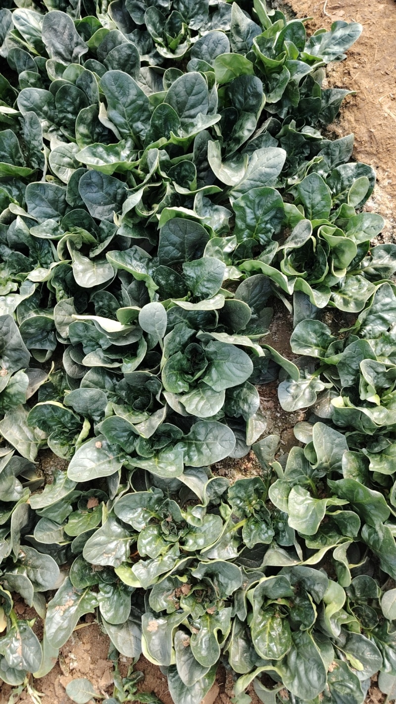 趴地黑菠菜大量现货供应需要的联系支持物流发货
