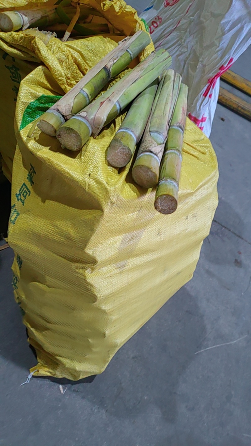 黄皮甘蔗苗4至6芽免费提供种植技术
