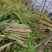 黄皮甘蔗苗4至6芽免费提供种植技术