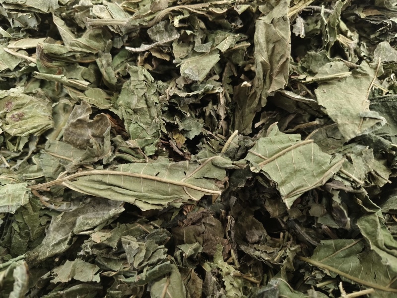 桑叶新货桑叶大货色青无杂野生桑叶无硫桑叶高含量桑叶