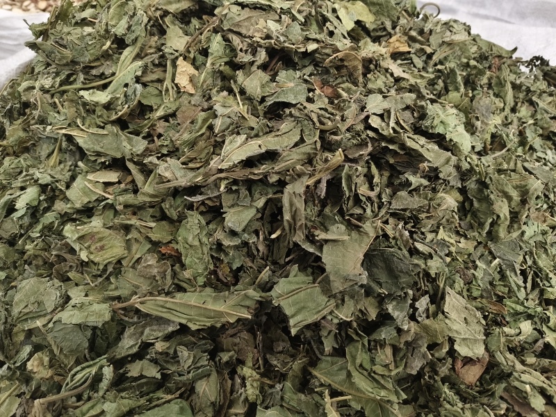 桑叶新货桑叶大货色青无杂野生桑叶无硫桑叶高含量桑叶