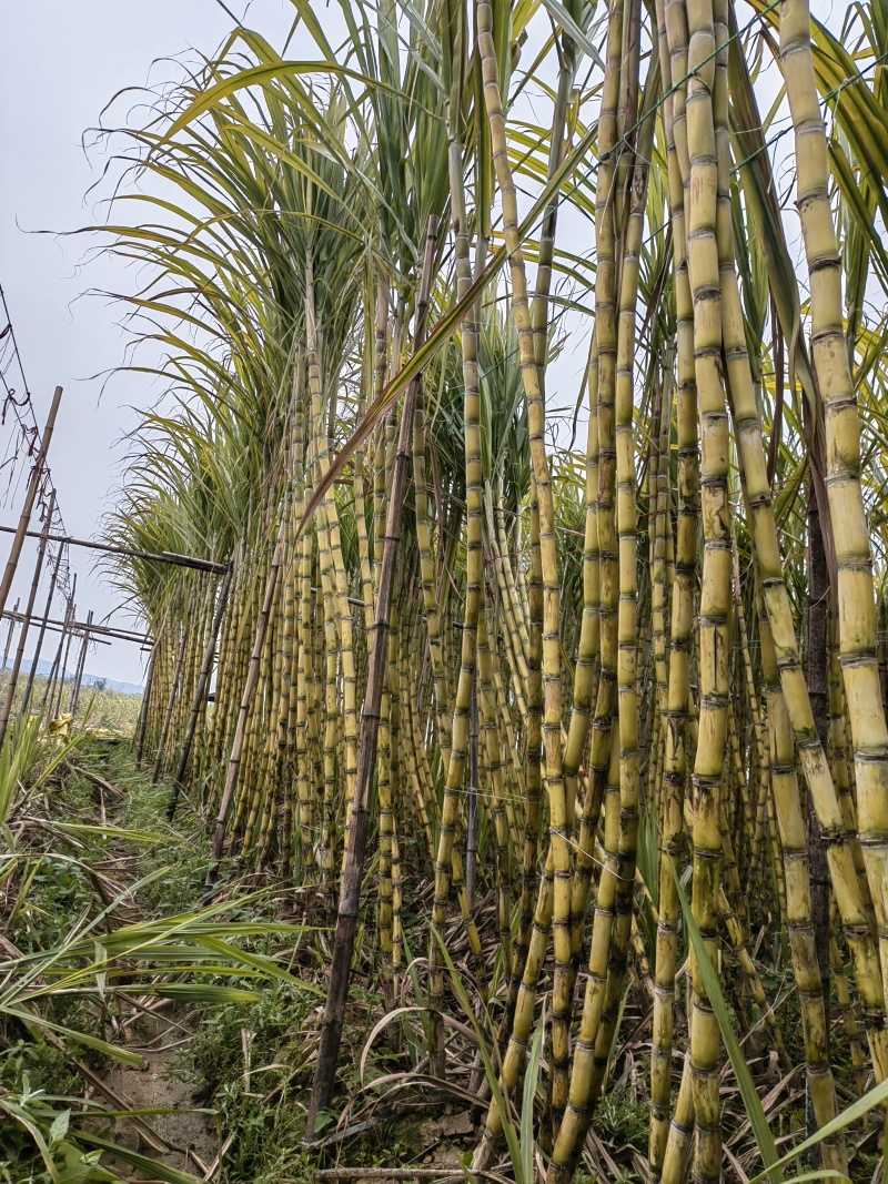 黄皮甘蔗苗4至6芽免费提供种植技术