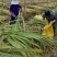黄皮甘蔗苗4至6芽免费提供种植技术