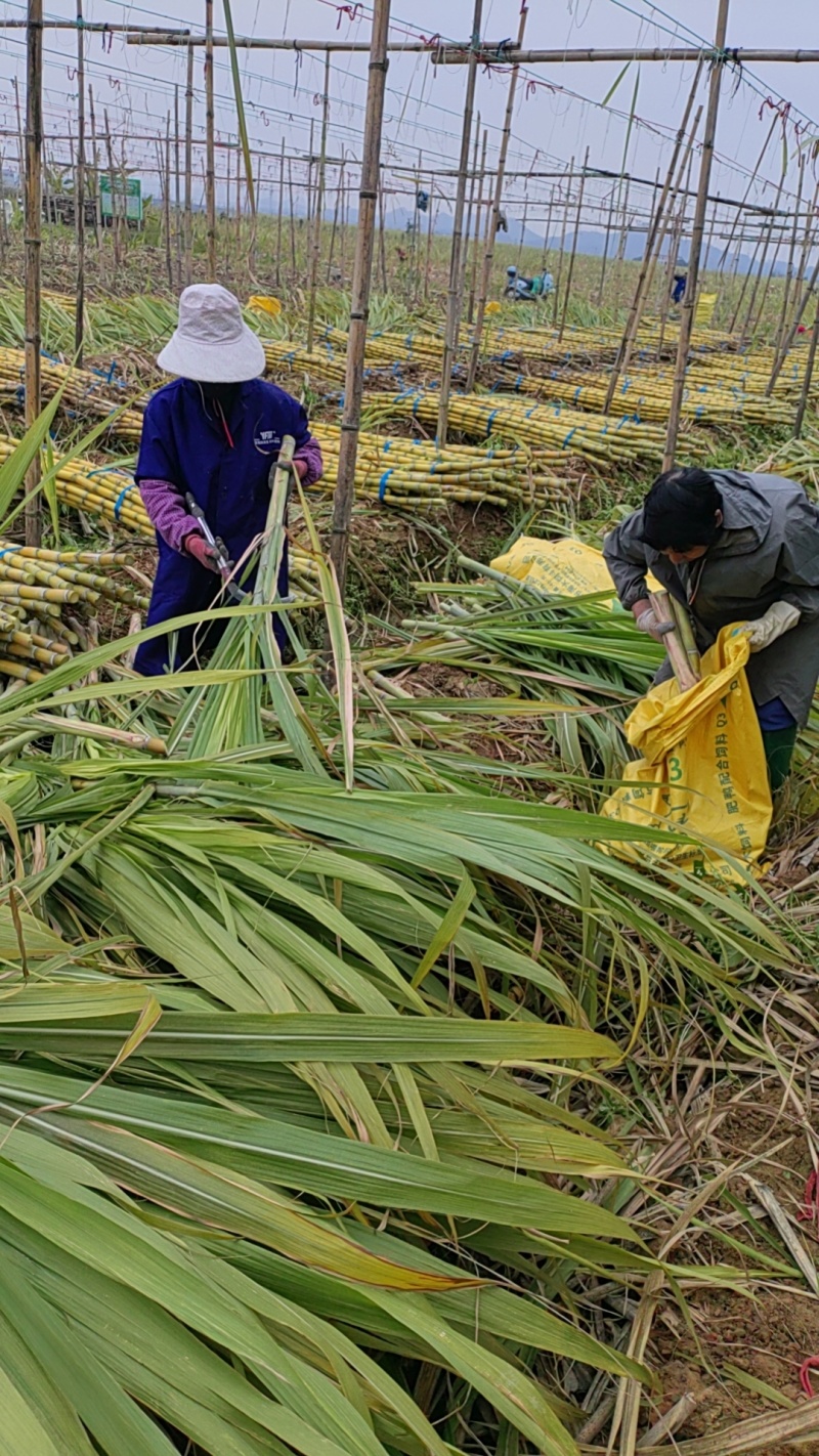 黄皮甘蔗苗4至6芽免费提供种植技术