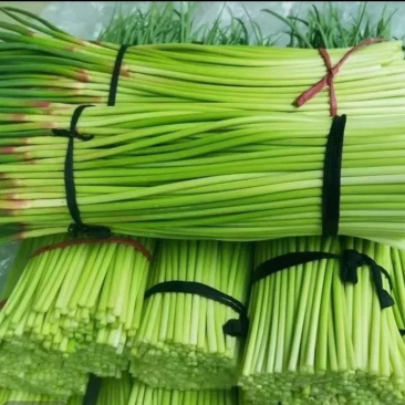 蒜苔白帽蒜苔红帽蒜苔头茬尝鲜品质保证