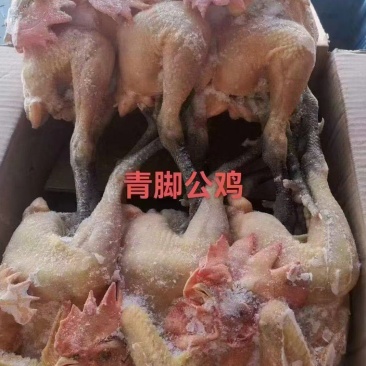 青脚公鸡