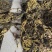【泡菜】腌制雪菜雪里红