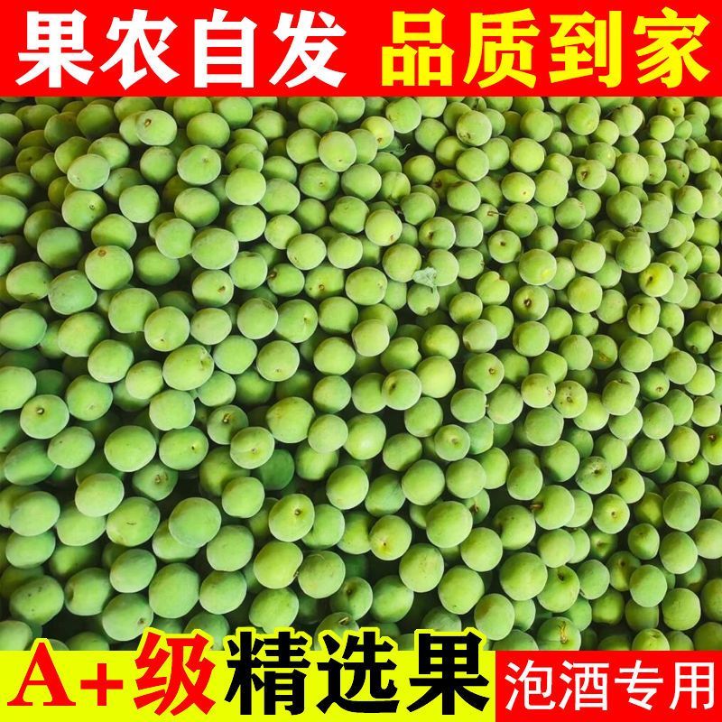 新鲜青梅果现摘大果贺州高山野生酸梅子泡酒酵素专用水果青梅