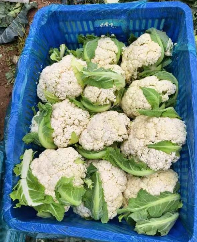 南通海门区有机花菜基地菜花散花乳白