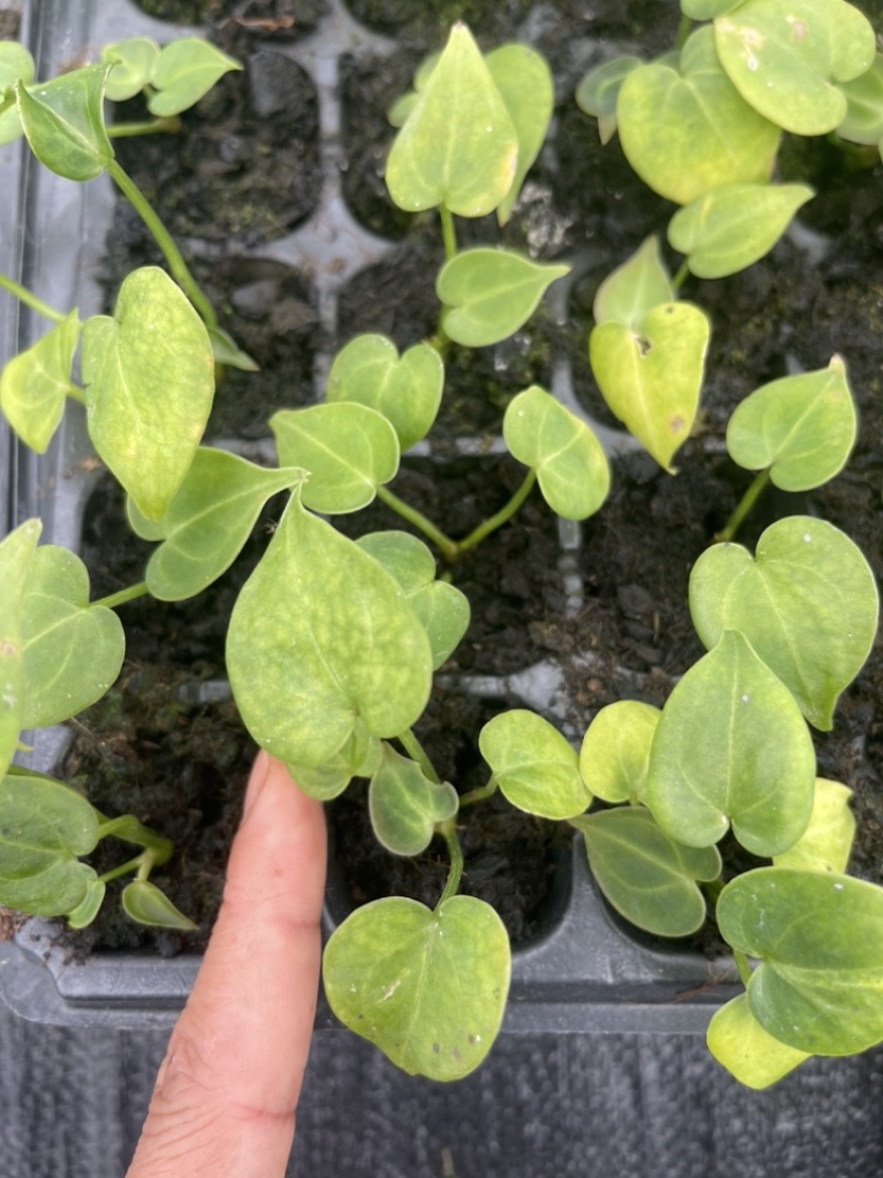水晶花烛种苗克莱恩自培品种基地直发