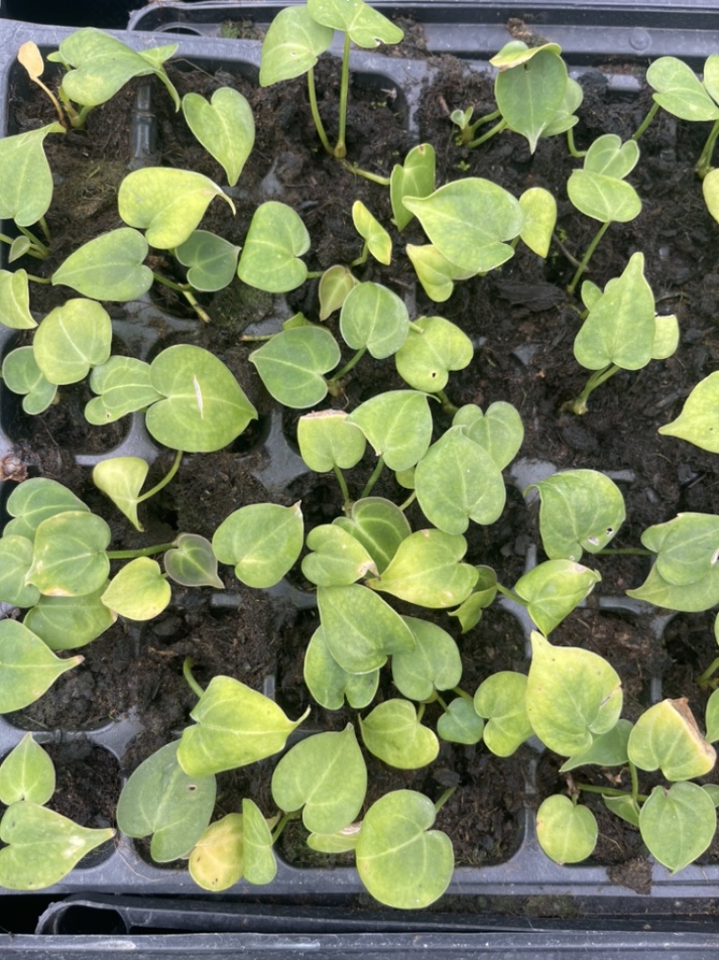 水晶花烛种苗克莱恩自培品种基地直发