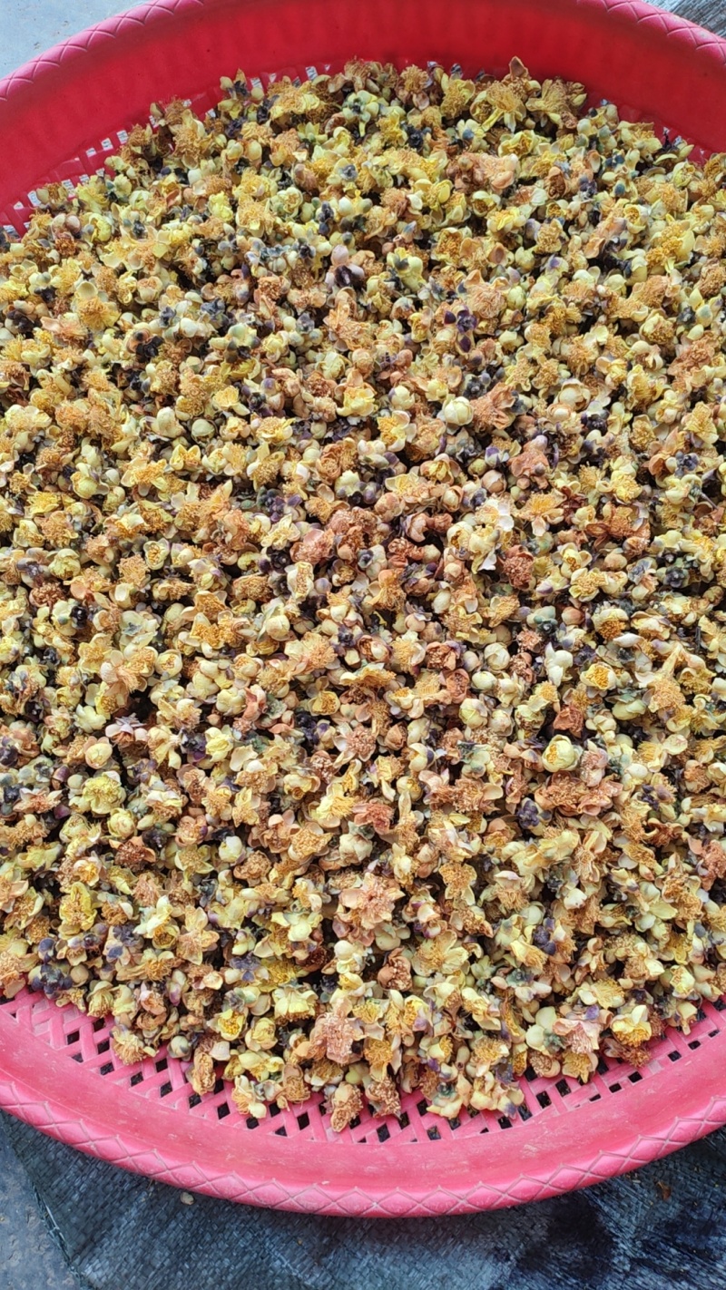 大山里金花茶广西河池市天峨县大山金花茶金花茶
