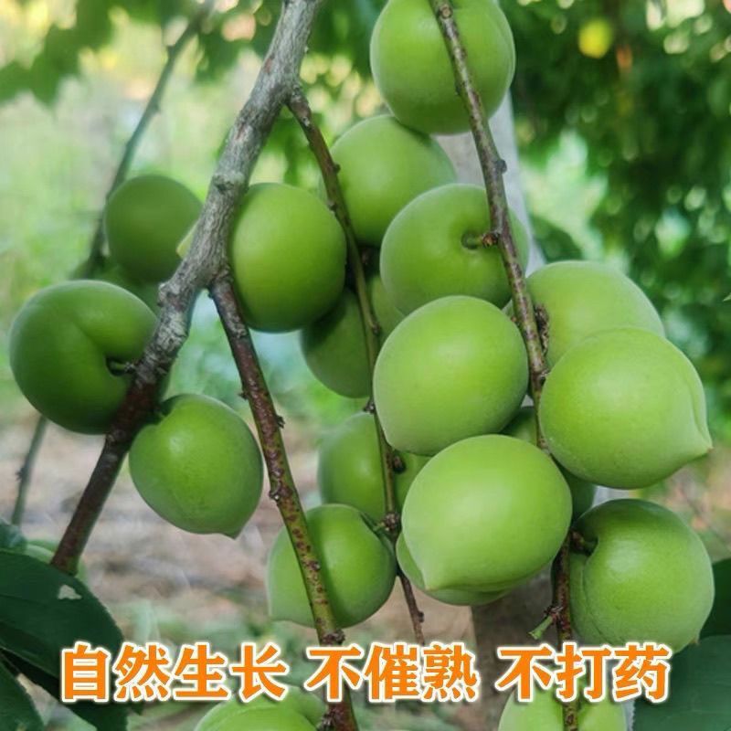 2025新鲜青梅鲜果泡酒专用大果高山野生梅子正宗现摘整箱