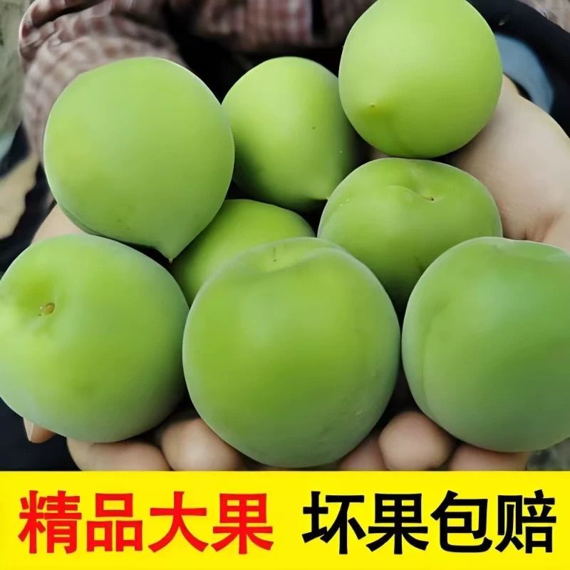 2025新鲜青梅鲜果泡酒专用大果高山野生梅子正宗现摘整箱