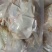 三黄鸡