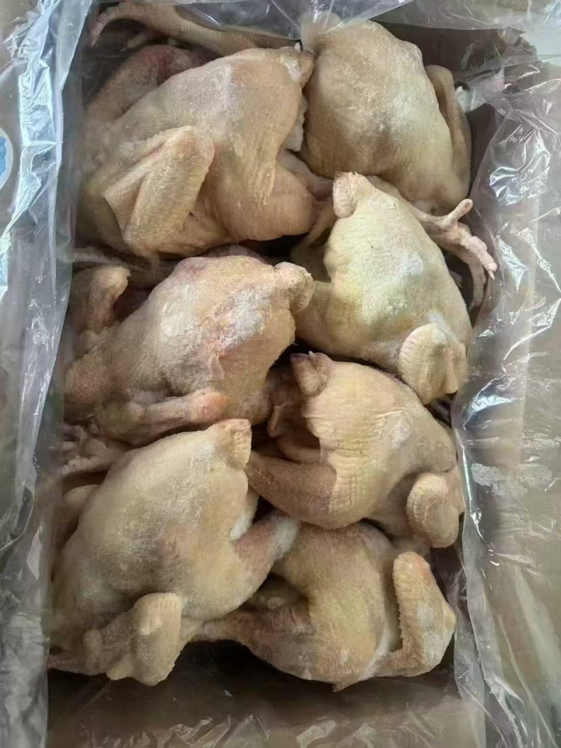 三黄鸡