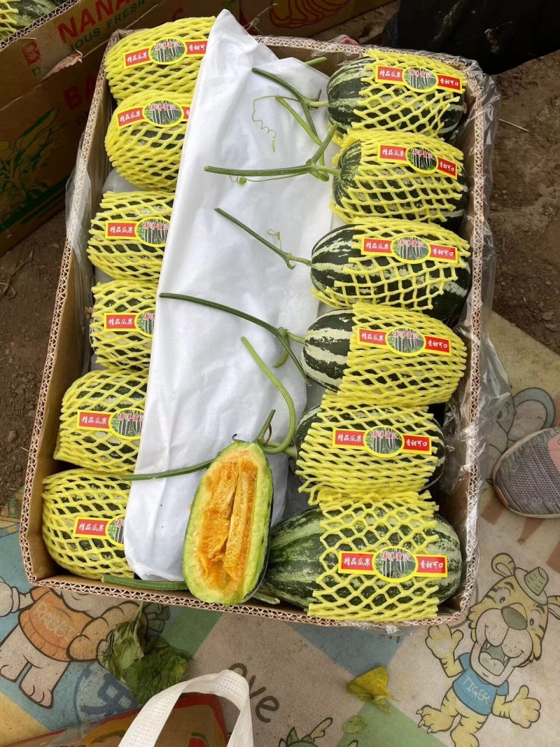 青县博洋甜瓜博洋九六一白瓜上市中要的联系