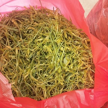 野菜甜菜，雷公菜基地直供品质好营养高欢迎联系