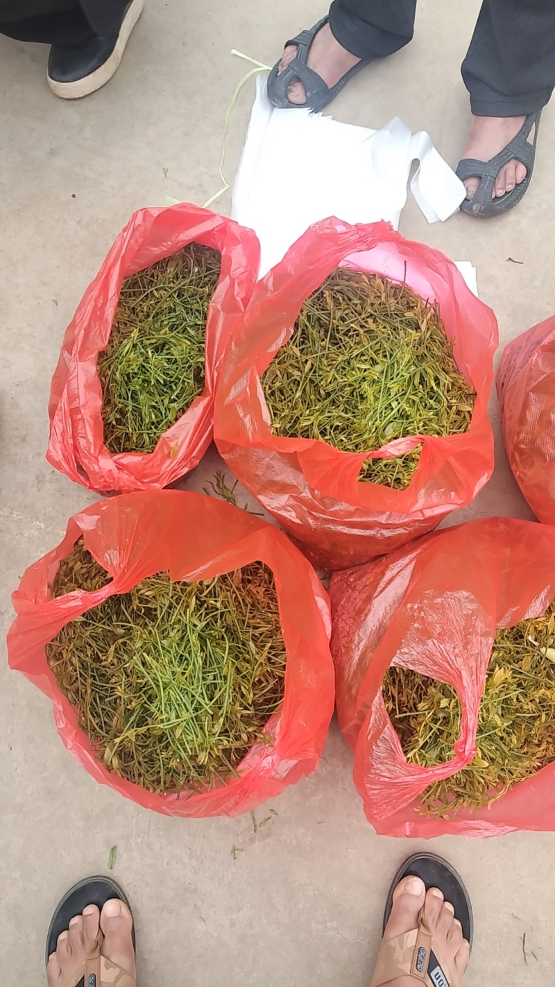 野菜甜菜，雷公菜基地直供品质好营养高欢迎联系