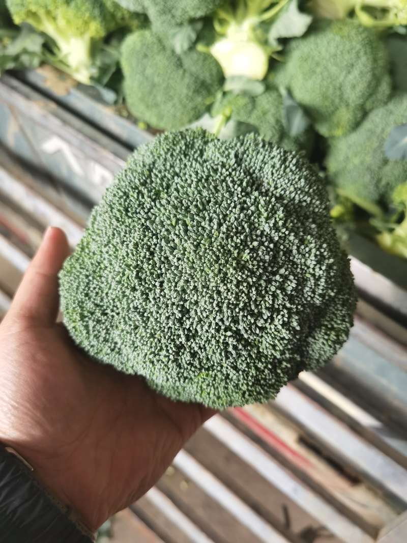 西兰花青花精品西兰花加工厂西兰花电商货市场货