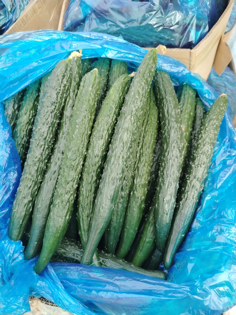 河南商丘产地，密刺黄瓜，大量上市