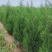 塔柏1-3米塔柏陕西塔柏基地规格齐全