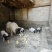 农家自养小香猪！