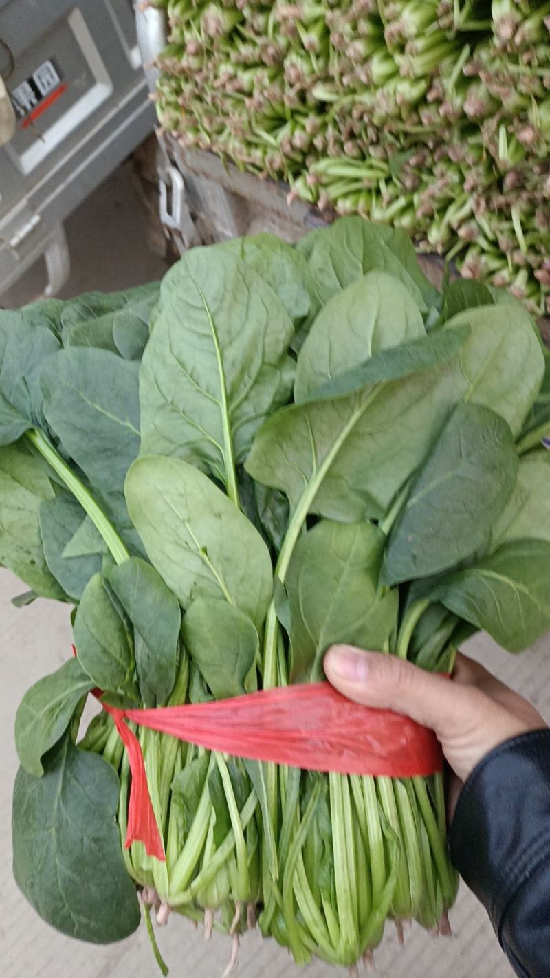 大叶菠菜15~20厘米