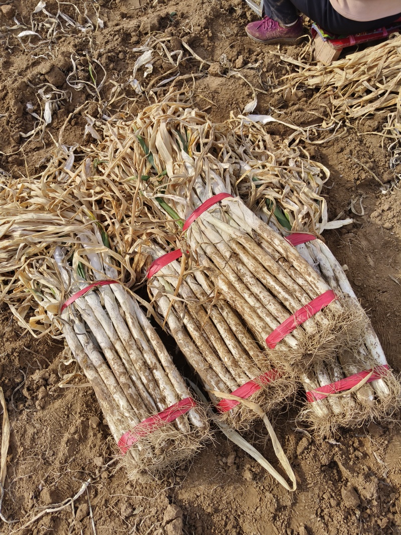 长白大葱，大量上市了，