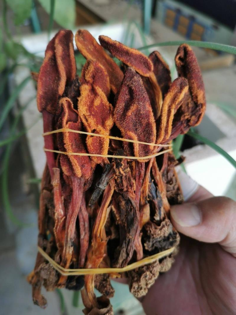 回春草起阳草不老草云南正宗回春草泡酒泡茶野生正宗批发