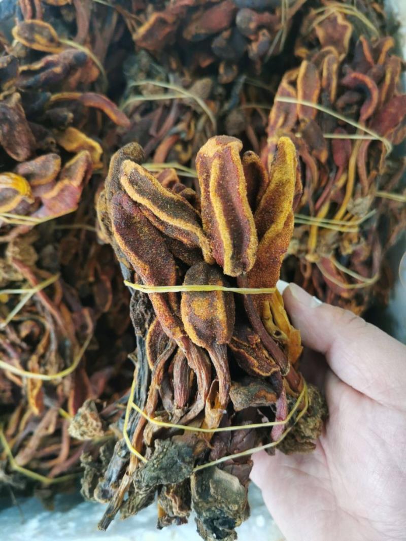 回春草起阳草不老草云南正宗回春草泡酒泡茶野生正宗批发