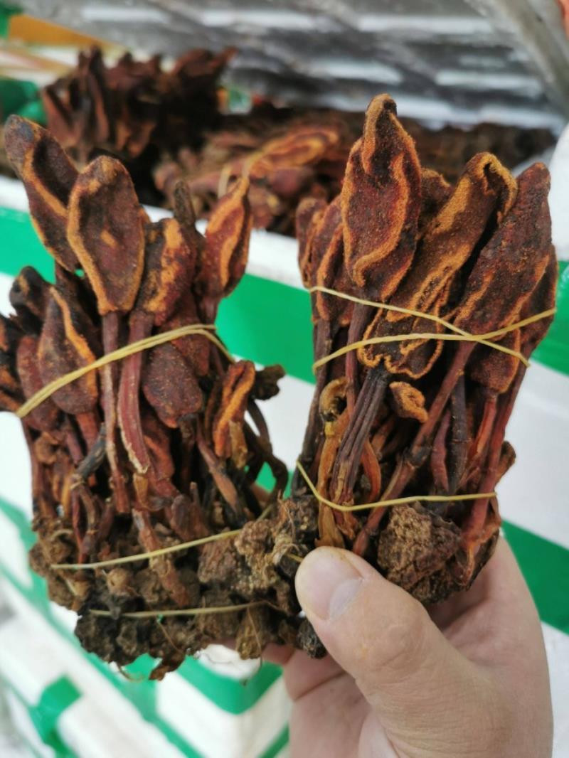 回春草起阳草不老草云南正宗回春草泡酒泡茶野生正宗批发