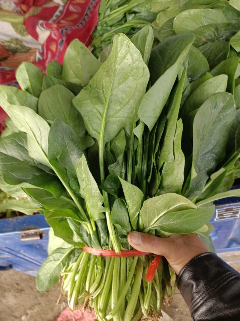 大叶菠菜15~20厘米