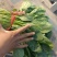 大叶菠菜15~20厘米