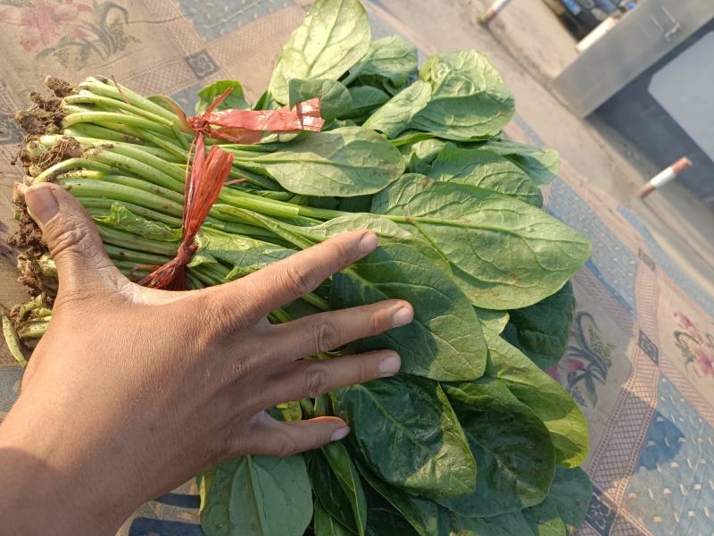 大叶菠菜15~20厘米